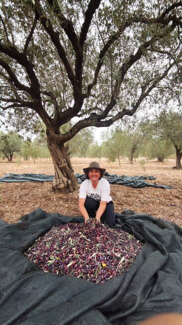 A smiling person in a hat sits under an olive tree, gathering freshly picked olives spread on a tarp, surrounded by an orchard on a cloudy day.