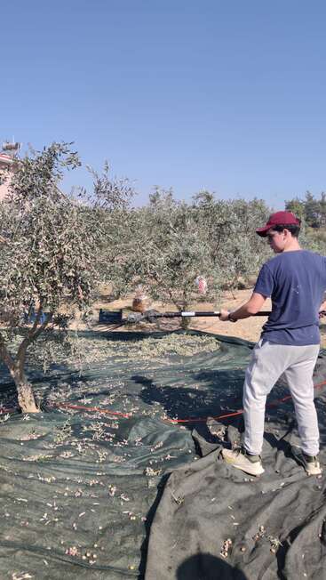 A person in a red cap is harvesting olives from a tree using a mechanical tool, with nets spread below to catch the fallen olives outdoors.