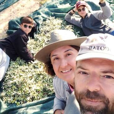 Un groupe de quatre personnes, portant des chapeaux et des lunettes de soleil, sourit en récoltant des olives en plein air. Elles sont allongées et assises sur des bâches vertes recouvertes d'olives fraîchement cueillies.