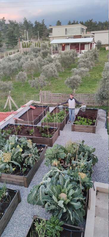 A person stands in a well-maintained vegetable garden with raised beds. Surrounding are olive trees, modern houses, green grass, and a cloudy sky at sunset.