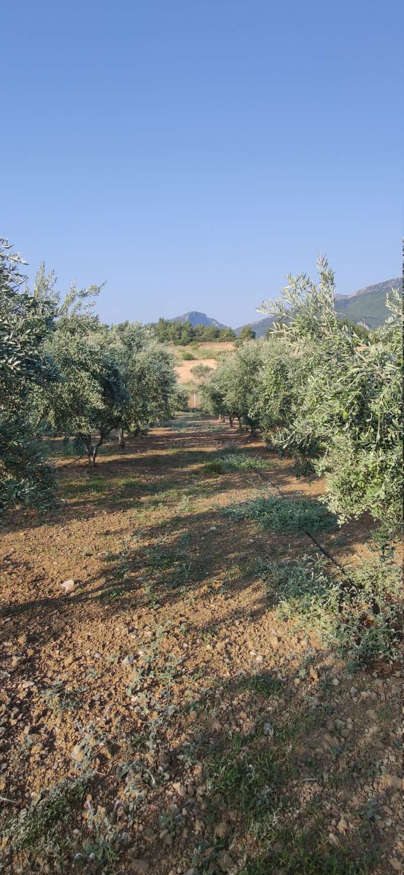 La imagen representa un olivar sereno, con hileras de olivos y un camino de tierra que conduce a una montaña lejana bajo un cielo azul despejado en un día soleado.