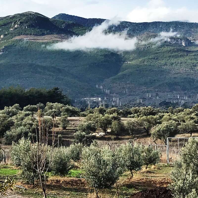 Eine üppig grüne Landschaft mit sanft geschwungenen Olivenhainen im Vordergrund und nebligen Wolken, die sich an bewaldete Berge im Hintergrund schmiegen, unter einem teilweise bewölkten Himmel.