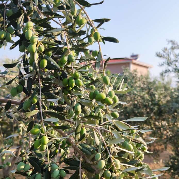 A imagem mostra uma árvore com folhas e galhos verdes, com um cacho de azeitonas em sua base, tendo como pano de fundo um céu claro e algumas árvores à distância.