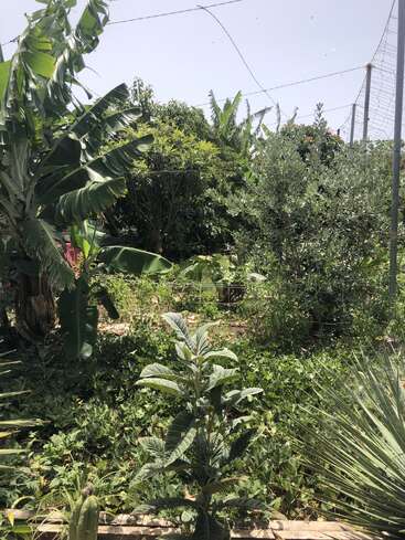 Un jardin luxuriant et verdoyant rempli de diverses plantes et arbres. La lumière du soleil filtre à travers les feuilles de bananier, avec un feuillage dense, une végétation tropicale et un ciel bleu visible au-dessus.