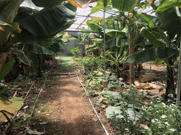 Dieses Bild zeigt einen Gewächshausgarten mit einem Feldweg, Bananenstauden, üppigen Pflanzen, Bewässerungsrohren und hängenden Laternen, die unter einem Dach eine schattige, tropische Atmosphäre schaffen.
