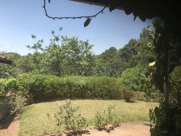 This image shows a sunny garden with green grass, flowering plants, and bushes. Tall trees and clear blue sky are visible in the peaceful background.
