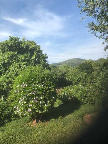 This image shows a lush garden with green trees, a flowering bush, and distant hills under a bright blue sky scattered with soft, white clouds.