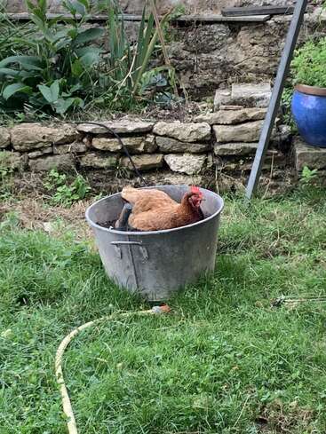 A brown chicken is comfortably sitting in a large metal bucket placed on green grass, with a stone wall and potted plants in the background.