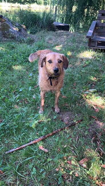 A scruffy brown dog stands on green grass, looking intently forward. There's a long stick nearby, a wooden bench, trees, and a calm pond in the background.