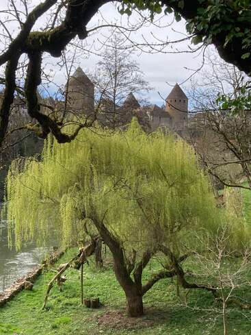 A lush, green willow tree stands by a river, framed by large branches, with an ancient stone castle and towers visible in the background on a cloudy day.