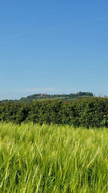A lush green field with tall grass sways gently under a clear blue sky. Distant hills and a castle create a peaceful countryside scene.
