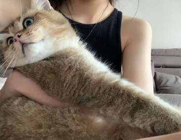 Das Bild zeigt eine Frau, die eine große, flauschige Katze mit blauen Augen hält, ein schwarzes Tanktop trägt und auf einem Bett mit grauen Kissen sitzt.