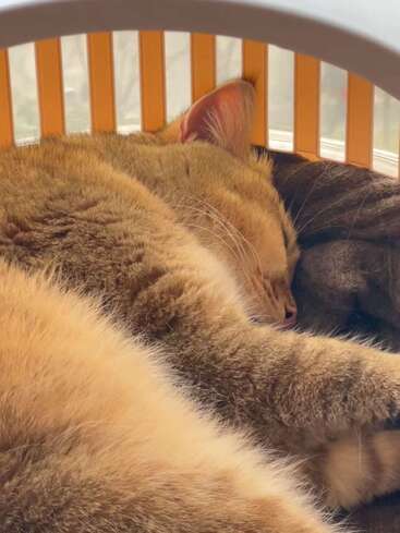 Das Bild zeigt eine ruhige Szene mit zwei Katzen, die zusammen in einem weiß-orangenen Korb schlafen, wobei der Kopf der einen Katze auf dem Rücken der anderen ruht.