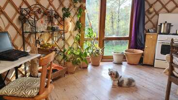 Sunlight fills a cozy room with wooden floors, potted plants, a shelf of bowls and fruit, a wooden chair, and a small fluffy dog lounging.