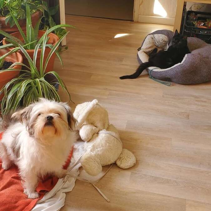 La imagen muestra a un perro sentado sobre una manta roja, rodeado de una planta y un peluche, con un gato tumbado en una cama al fondo.