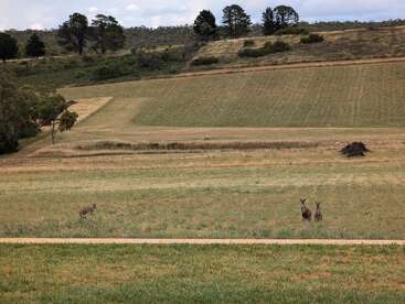 Trois kangourous se tiennent dans un champ herbeux ouvert avec des collines légèrement ondulées en arrière-plan, entourés d'arbres sous un ciel partiellement nuageux. Paysage rural paisible.