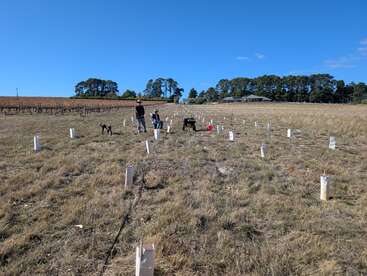 Trois personnes et un chien plantent de jeunes arbres dans un champ herbeux. De nombreux tubes de protection recouvrent les jeunes arbres. Une maison et un vignoble sont visibles à l'arrière-plan.