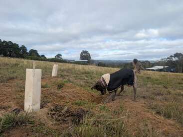 Un chien vêtu d'un manteau noir creuse dans un champ où des arbres nouvellement plantés sont protégés par des gardes blancs. Un ciel couvert et des maisons lointaines complètent la scène rurale.