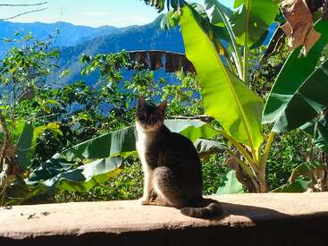 Eine Katze sitzt auf einem Felsvorsprung, umgeben von üppig grünem tropischem Laub und Bananenblättern, mit fernen blauen Bergen und klarem Himmel im Hintergrund.