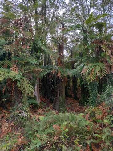 Esta imagem mostra uma floresta densa e exuberante com árvores altas e samambaias verdes abundantes. Algumas folhagens marrons sugerem o ciclo natural de crescimento e decomposição.