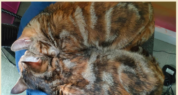 A imagem é uma colagem de nove fotos com um gato malhado marrom em várias posições de sono, mostrando sua natureza adorável e relaxada.