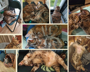 Esta colagem apresenta dois adoráveis gatos malhados se abraçando, cochilando e descansando juntos em vários locais aconchegantes dentro de casa, mostrando seu vínculo estreito e estilo de vida relaxado.