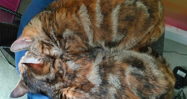 This collage features two adorable tabby cats cuddling, napping, and lounging together in various cozy spots indoors, showing their close bond and relaxed lifestyles.