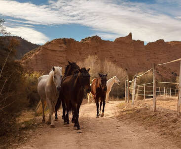 Un groupe de cinq chevaux marche sur un chemin poussiéreux, entouré de clôtures rustiques et d'un terrain désertique, avec des falaises rocheuses et un ciel bleu derrière.