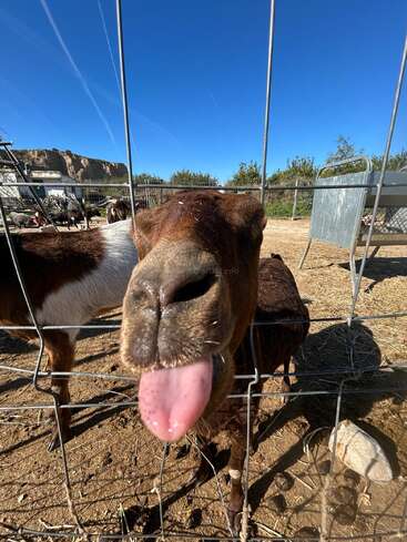 A curious goat sticks its tongue out through a wire fence, standing on a sunny farm with a clear blue sky and animals in the background.