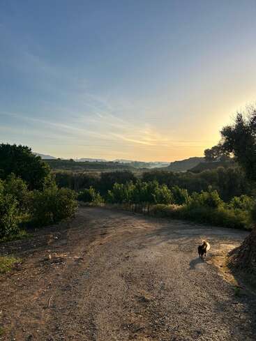 A dirt path winds through green bushes under a vast sky at sunset. A small dog walks along the path, casting a long shadow behind.