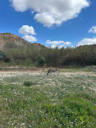 A donkey grazes peacefully in a meadow dotted with small white flowers, beneath a bright blue sky with fluffy clouds and rocky hills in the background.