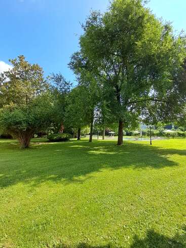 Dans un parc verdoyant, de grands arbres projettent des ombres sur l'herbe, sous un ciel bleu clair, créant une scène extérieure paisible, ensoleillée et invitante.
