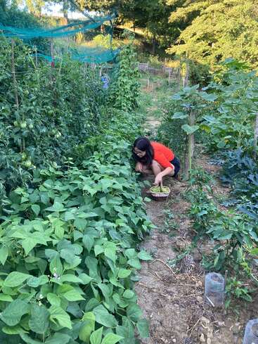 Eine Person in einem roten Hemd hockt in einem üppigen Gemüsegarten und erntet grüne Bohnen in einem Korb, umgeben von hohen Pflanzen und Grünzeug.