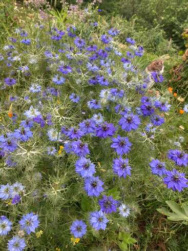 Eine üppige Gartenszene mit zahlreichen leuchtend blauen Nigella-Blüten, die inmitten von grünem Laub üppig blühen, ein paar orangefarbenen Blüten und einer Katze, die sich im Hintergrund ausruht.