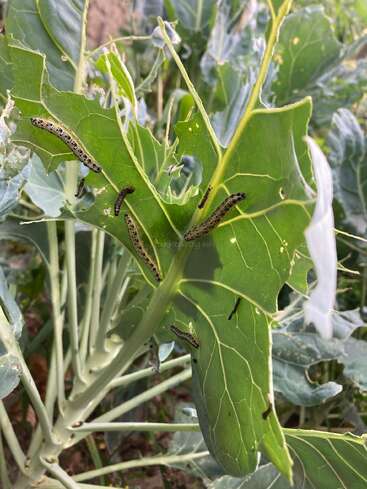 Mehrere grüne Raupen mit schwarzen Flecken fressen an großen grünen Blättern einer Pflanze und beschädigen sie, wobei sie sichtbare Löcher und gezackte Ränder hinterlassen.