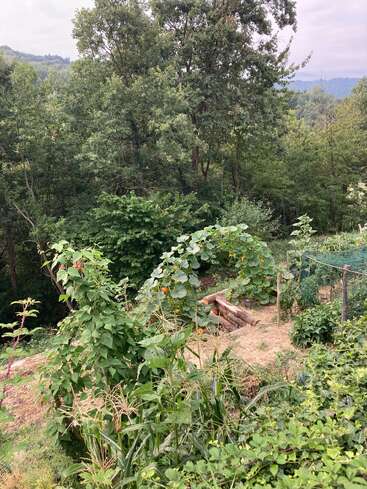 Ein üppiger, grüner Garten an einem Hang mit Blattgemüse, Kletterpflanzen, Mais und Kürbissen, umgeben von dichten Bäumen unter einem bewölkten Himmel. Friedliche Naturszene.