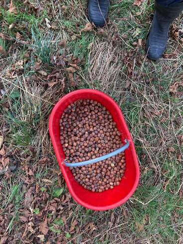 Ein roter Eimer, gefüllt mit frisch geernteten Haselnüssen, steht auf dem grasbewachsenen Boden. In der Nähe steht eine Person mit schwarzen Stiefeln zwischen abgefallenen Blättern und grünem Gras.