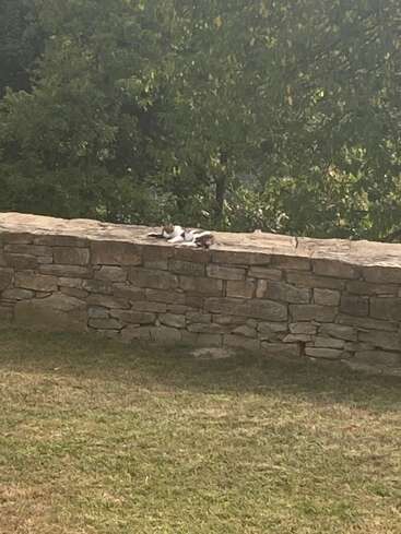 Eine Katze liegt oben auf einer Steinmauer und entspannt sich im Sonnenlicht. Im Hintergrund stehen grüne Bäume, und der Boden ist mit Gras bedeckt.