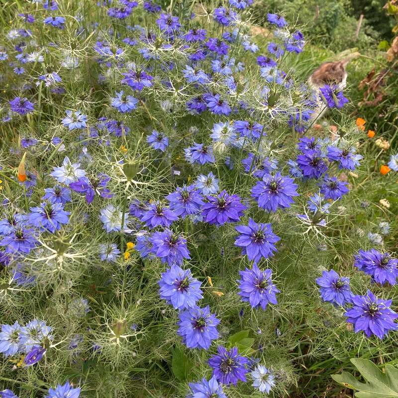Uma cena de jardim exuberante com várias flores azuis vibrantes de Nigella florescendo abundantemente entre a folhagem verde, algumas flores de laranjeira e um gato descansando ao fundo.