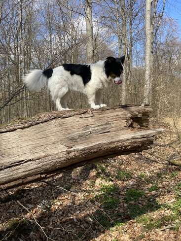 A black and white dog stands confidently on a large fallen tree trunk in a sunlit, leaf-strewn forest, surrounded by bare trees and blue sky.