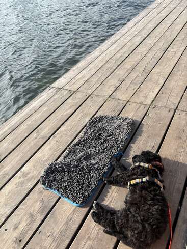 Un pequeño perro negro con arnés descansa en un muelle de madera junto al agua, al lado de una alfombra gris con textura, disfrutando de un día tranquilo y soleado.