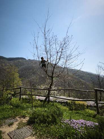 A child is climbing a leafless tree in a sunny garden, surrounded by green grass, purple flowers, wooden fencing, and distant forested mountains under a clear sky.
