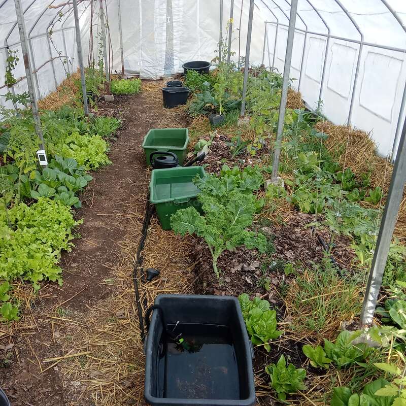 In einem Gewächshaus wächst üppiges grünes Gemüse in mit Stroh bedeckten Beeten. Plastikkübel, Behälter und ein Schlauch säumen den zentralen Erdweg.