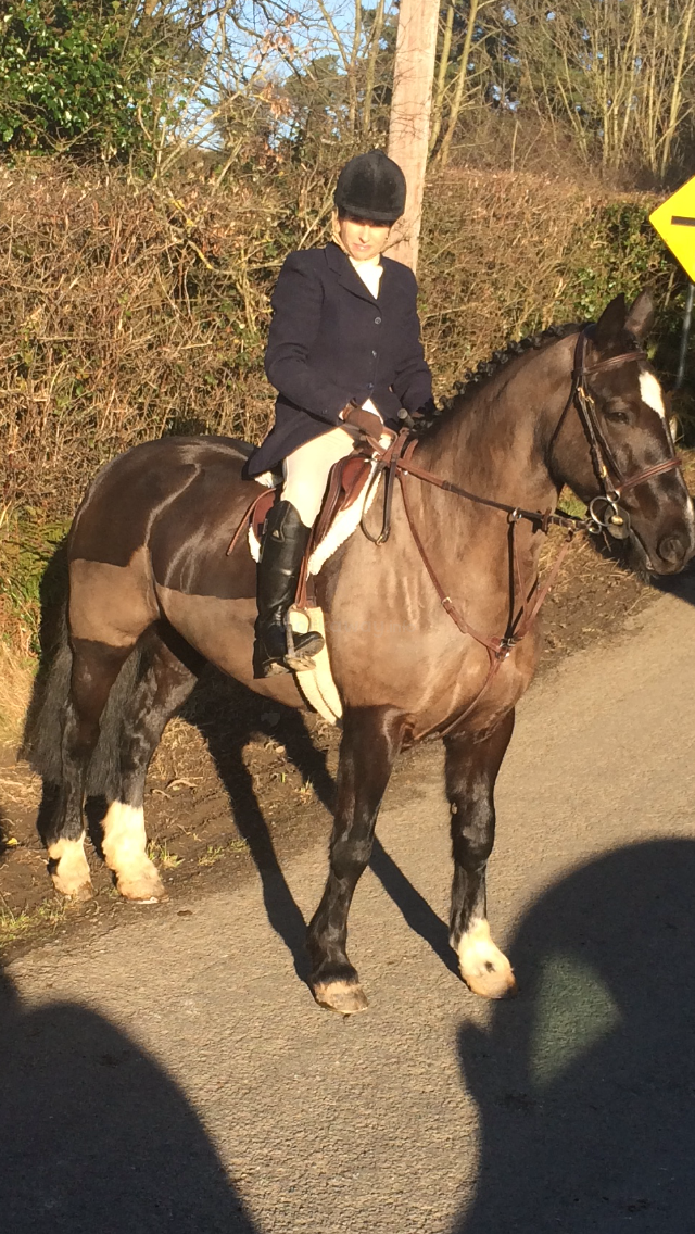 Help with horses /stables / home beside the sea in Ireland