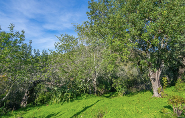 The image shows a lush, vibrant green landscape filled with trees and plants under a clear blue sky, evoking a peaceful, serene atmosphere in nature.