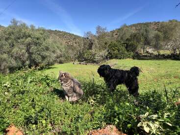 A fluffy gray cat and a shaggy black dog stand together on green grass under a bright blue sky, surrounded by trees and distant hills. Peaceful countryside.
