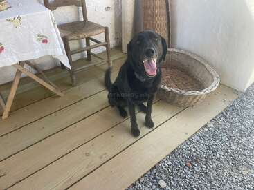 Um cachorro preto feliz senta-se em uma varanda de madeira ao lado de uma cesta de vime, com uma cadeira e uma mesa cobertas por um pano decorativo nas proximidades. Ambiente descontraído.