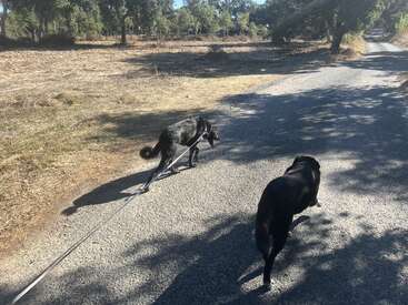 Dois cães pretos estão sendo passeados em uma estrada rural, cercados por grama seca e árvores, desfrutando de um dia ensolarado com suas sombras projetadas na calçada.