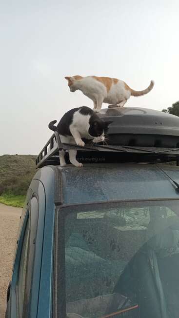 Deux chats, l'un noir et blanc et l'autre orange et blanc, explorent le toit d'une voiture bleu poussiéreux garée en plein air, au milieu de la nature, sous un ciel nuageux.