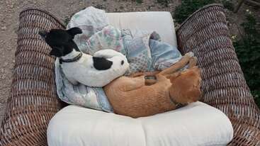 Deux chiens sont blottis l'un contre l'autre sur une chaise en osier rembourrée et douillette installée à l'extérieur, allongés sur une couverture colorée ; ils semblent détendus et à l'aise en compagnie l'un de l'autre.